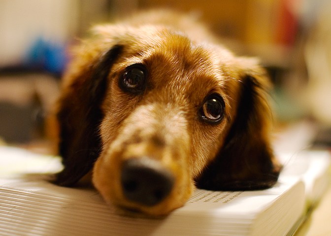cute-dachshund-reading-book