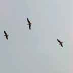 #68 | Μένουμε σπίτι και γράφουμε | Σοφία Γεωργίου