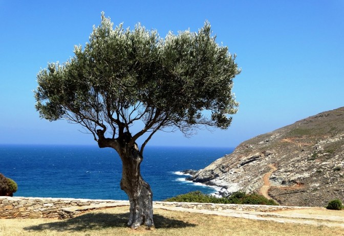 ελιά και θάλασσα