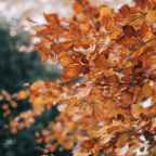 Αντώνης Θ. Παπαδόπουλος | Τρία χαϊκού για το φθινόπωρο