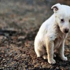 «Λάκυ το αδεσποτάκι»: Ένα ζωοφιλικό παραμύθι του Χρήστου Κουλαξίζη και της Renee Friday