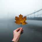 Αλεξία Καλογεροπούλου | Ένα χαϊκού για το φθινόπωρο