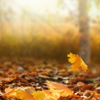 Βάνια Σύρμου | Τρία χαϊκού για το φθινόπωρο