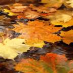 Αχιλλέας Φιστουρής | Τρία χαϊκού για το φθινόπωρο