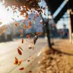 Τερψιθέα-Ευαγγελία Μακρή | Απόηχο φθινόπωρο