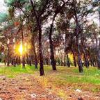 Γιώργος Χ. Θεοχάρης | Με την ανατολή στον πευκώνα