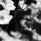 Δημήτρης Καρπέτης | Ανεμώνες