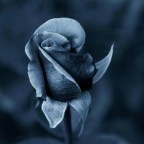 Κώστας Τσιούφης | Μήδα