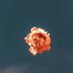 Αλεξία Καλογεροπούλου | Τρία χαϊκού για τον έρωτα