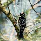 Σπύρος Κιοσσές | Ο τρυποκάρυδος