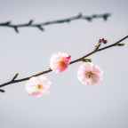 Αλεξία Καλογεροπούλου | Ένα χαϊκού για τον Απρίλη