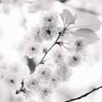 Κώστας Γουλιάμος | Γλυκύ Έαρ