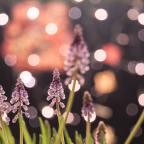 Αργύρης Φυτάκης | Ένα χαϊκού για τον Απρίλη