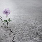 Γρηγόρης Σακαλής | Αναγέννηση