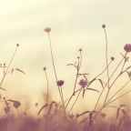 Λίνα Βαταντζή | Τρία χαϊκού για τον Ιούνη