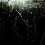 Δημήτρης Καρπέτης | Απολήξεις