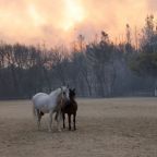 Αποστόλης Ζυμβραγάκης | Συγκάλυψη