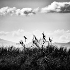 Αποτελέσματα διαγωνισμού φωτογραφίας από την ομάδα «Διάφραγμα 26» με θέμα: «Ζώα»