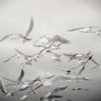 Λιζέττα Τήλα |  Άφιξη