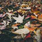 Αργύρης Φυτάκης | Ένα χαϊκού για τον Νοέμβριο