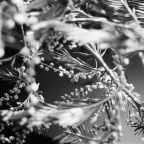 Αργύρης Φυτάκης |  Ένα χαϊκού για τον Δεκέμβρη