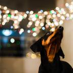 Δημήτρης Φιλελές | Επιλογή