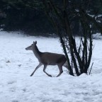 Ηλίας Βενέζης | Η Χιονάτη της Πάρνηθας