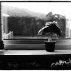 Κυριάκος Δοσαράς | Τρία ποιήματα