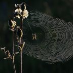 Κώστας Τσιούφης | αναπάντητα