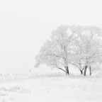 Βιβή Κοψιδά-Βρεττού | Φυγή ο χειμώνας