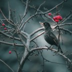 Αντώνης Θ. Παπαδόπουλος | Πέντε χαϊκού