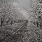 Αχιλλέας Φιστουρής | Ανθισμένες μυγδαλιές