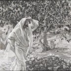 Παναγιώτης Θωμά | Αποκατασταθείσα συκή (Οικοερωτική εκδοχή)