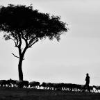 Τάκης Π. Πιερράκος | Το δένδρο