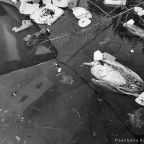 Πασχάλης Κατσίκας | ΙΙ ποιήματα