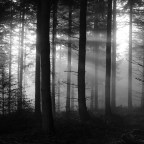 Ιωάννης Βογιατζής |  Η Μνήμη του Δάσους