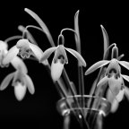 Μαίρη Φλώρου | Μεθεόρτια