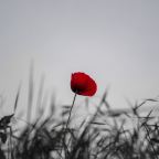 Γκέλη Ντηλιά | Οι παπαρούνες του Πάσχα της Μαγδαληνής