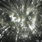 Μαργαρίτα Παπαμίχου | Δάσος ονειρεύεται