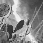 Κατερίνα Τσιλιαγκού | Θέρος εξ ακανθών