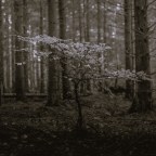 Άγγελος Ερατεινός | Ένα χαϊκού για τον Οκτώβρη