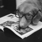 Τρία βιβλία για τα ζώα