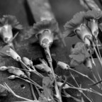 Δημήτρης Καρπέτης | Σιωπή επικρεμάμενη