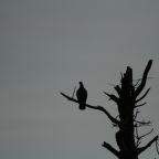 Αλέξανδρος Παπαδιαμάντης | Οιωνός