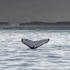 Αργύρης Φυτάκης |  Mermaids