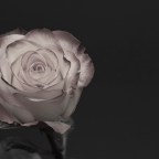 Αλεξία Καλογεροπούλου |  Για σένα