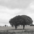 Αντώνης Τσόκος | Τα δέντρα προκαλούν πυρκαγιές