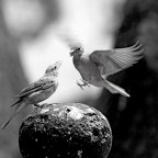 Τάκης Π. Πιερράκος | Αιματηρός διάλογος