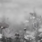 Βάνια Σύρμου | Τέσσερα χαϊκού για τον  Απρίλη