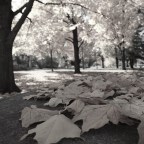 Βάνια Σύρμου | Δύο χαϊκού για τον Νοέμβρη